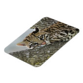 オセロット, Felis pardalis, 飼育下, メス休息中 2 マグネット (左側)