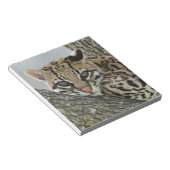 オセロット, Felis pardalis, 飼育下, メス休息 2 ノートパッド (アングル)