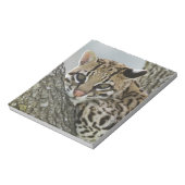 オセロット, Felis pardalis, 飼育下, メス休息 2 ノートパッド (回転)