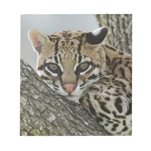 オセロット, Felis pardalis, 飼育下, メス休息 2 ノートパッド (正面)