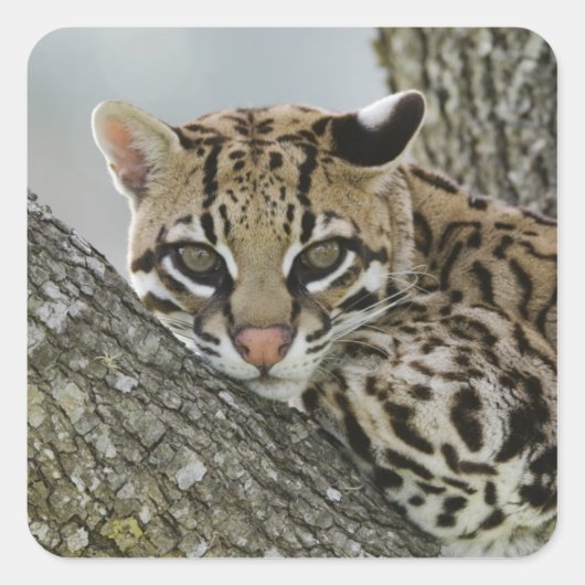 オセロット, Felis pardalis, 飼育下, 休息中のメス 2 スクエアシール (正面)