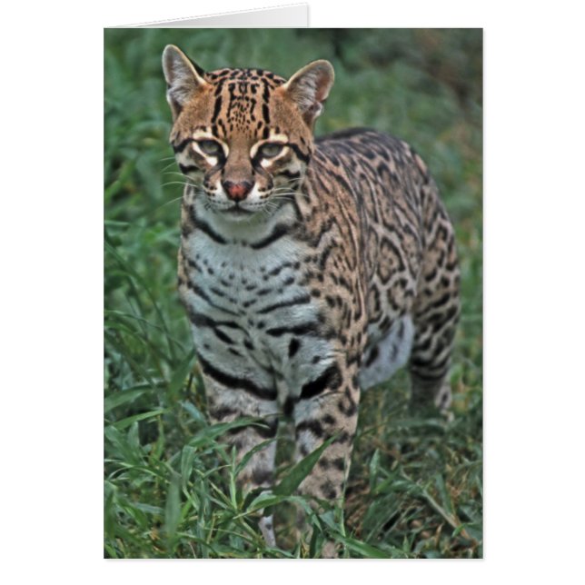 オセロット（Leopardus pardalis）中央アメリカ (正面)