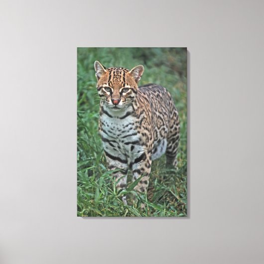 オセロット (Leopardus pardalis) 中央アメリカ キャンバスプリント (正面)