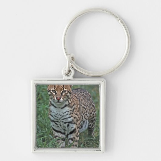 オセロット(Leopardus pardalis)中央アメリカ キーホルダー (正面)