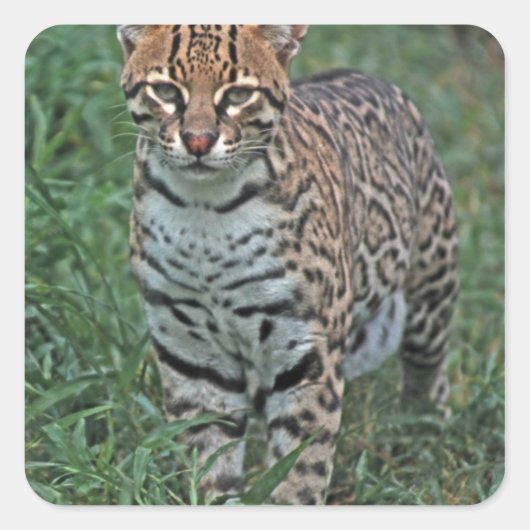 オセロット（Leopardus pardalis）中央アメリカ スクエアシール (正面)