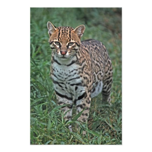 オセロット(Leopardus pardalis)中央アメリカ フォトプリント (正面)