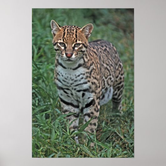 オセロット(Leopardus pardalis)中央アメリカ ポスター (正面)