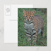 オセロット(Leopardus pardalis)中央アメリカ ポストカード (正面/裏面)