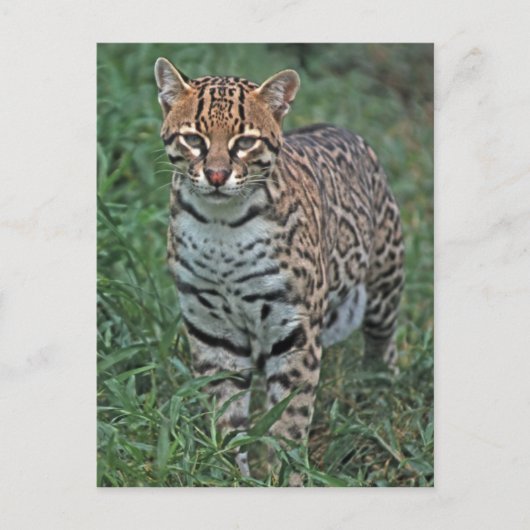 オセロット(Leopardus pardalis)中央アメリカ ポストカード (正面)