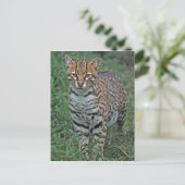 オセロット(Leopardus pardalis)中央アメリカ ポストカード (スタンド正面)