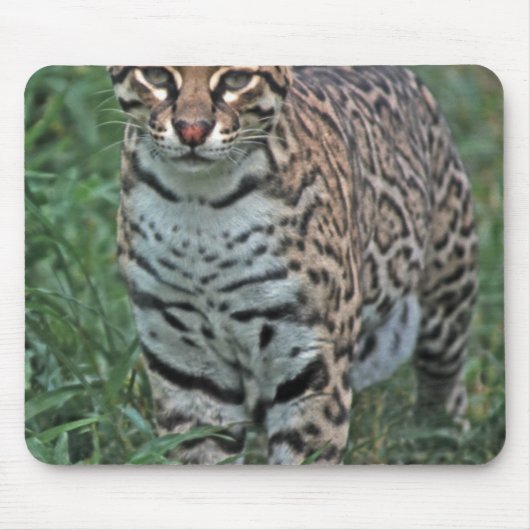 オセロット（Leopardus pardalis）中央アメリカ マウスパッド (正面)