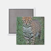 オセロット(Leopardus pardalis)中央アメリカ マグネット (正面/裏面)