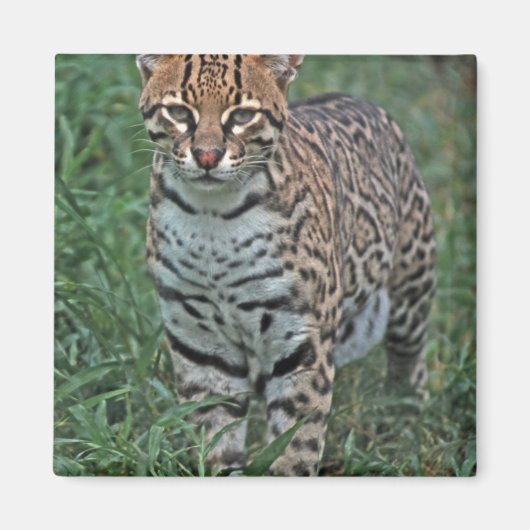 オセロット(Leopardus pardalis)中央アメリカ マグネット (正面)