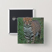 オセロット（Leopardus pardalis）中央アメリカ 缶バッジ (正面&裏面)