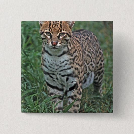 オセロット（Leopardus pardalis）中央アメリカ 缶バッジ (正面)