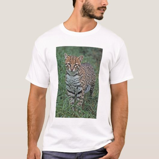 オセロット(Leopardus pardalis)中央アメリカ Tシャツ (正面)
