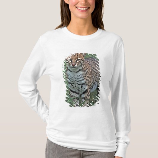 オセロット(Leopardus pardalis)中央アメリカ Tシャツ (正面)