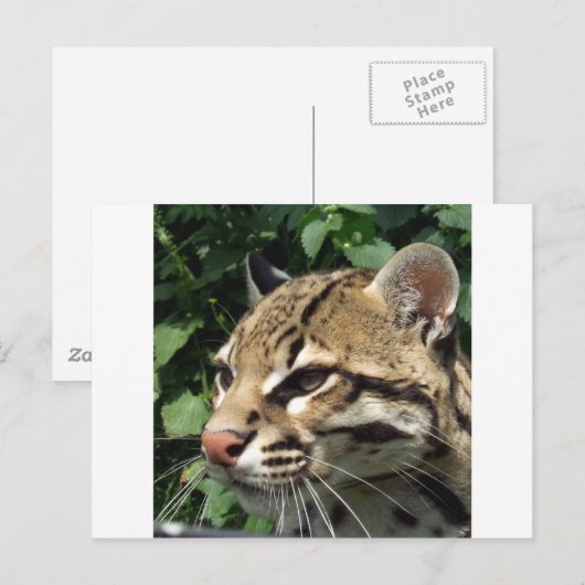 オセロ ポストカード (正面/裏面)