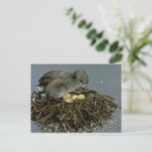 オタテガモの巣 ポストカード (スタンド正面)