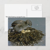 オタテガモの巣 ポストカード (正面/裏面)