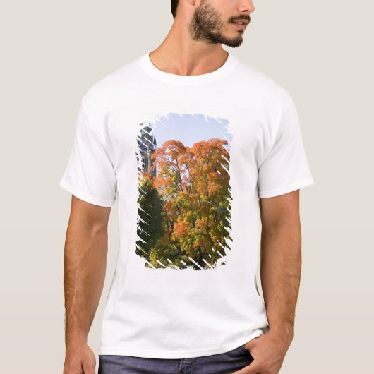 オタワの議会建物そばの公園 Tシャツ (正面)