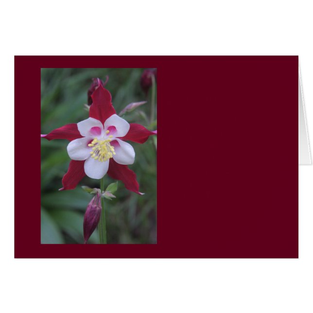 オダマキ（植物） (正面横)