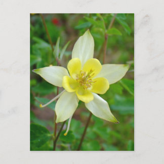 オダマキ(植物)の花(黄) ポストカード