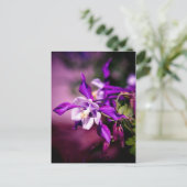 オダマキ（植物）はがき ポストカード (スタンド正面)