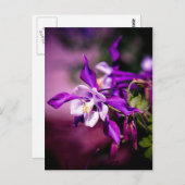 オダマキ（植物）はがき ポストカード (正面/裏面)