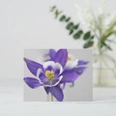 オダマキ（植物）はがき ポストカード (スタンド正面)