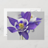 オダマキ（植物）はがき ポストカード (正面/裏面)