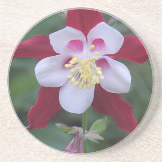 オダマキ（植物） コースター (正面)