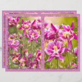 オダマキ（植物）ジプチ (正面/裏面)