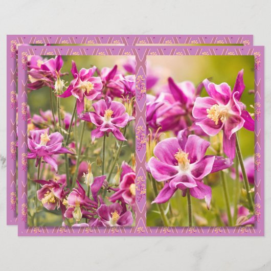 オダマキ（植物）ジプチ (正面/裏面)