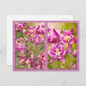 オダマキ(植物)ジプチ ポストカード (正面/裏面)