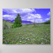 オダマキ（植物）ヒル ポスター (正面)