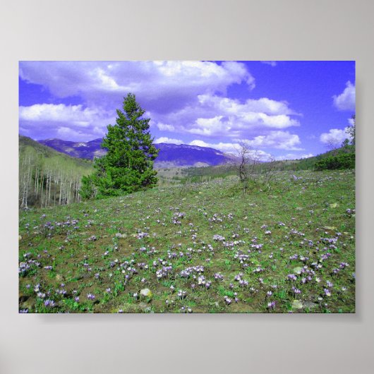 オダマキ（植物）ヒル ポスター (正面)