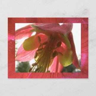 オダマキ(植物) ポストカード