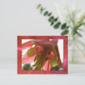 オダマキ（植物） ポストカード (スタンド正面)