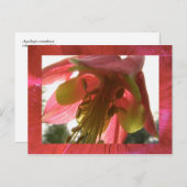 オダマキ（植物） ポストカード (正面/裏面)