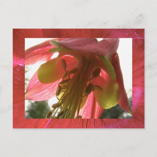 オダマキ（植物） ポストカード (正面)