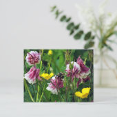 オダマキ（植物） ポストカード (スタンド正面)