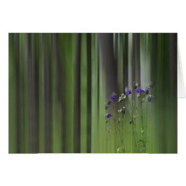 オダマキ（植物）春