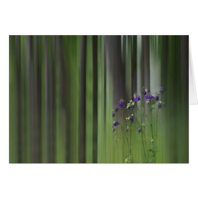 オダマキ（植物）春 (正面横)