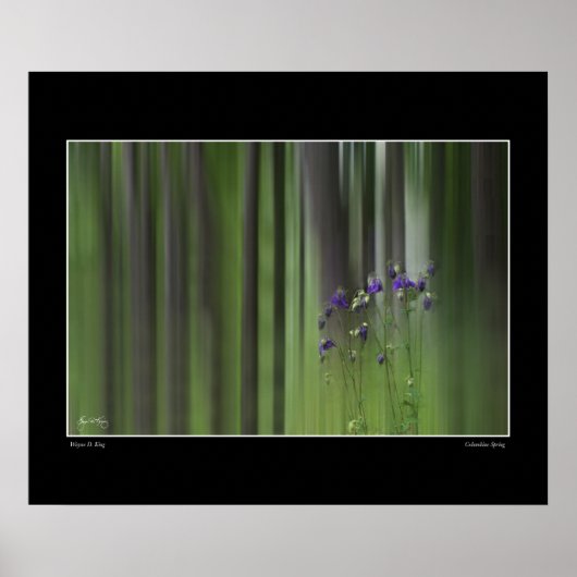 オダマキ（植物）春 ポスター (正面)
