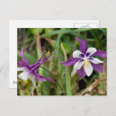 オダマキ（植物）花はがき ポストカード (正面/裏面)