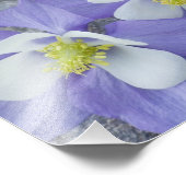 オダマキ（植物）花対 フォトプリント            (角)