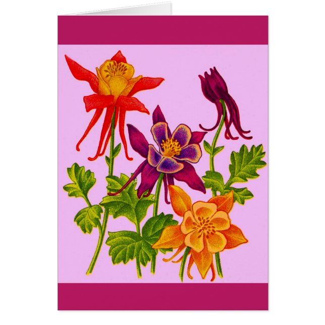 オダマキ（植物）花 (正面)