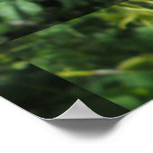 オダマキ（植物）花 ポスター (角)