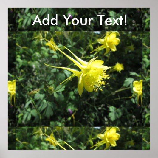 オダマキ（植物）花 ポスター (正面)